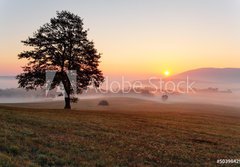 Fototapeta papr 184 x 128, 50398429 - Alone tree on meadow at sunset with sun and mist - panorama