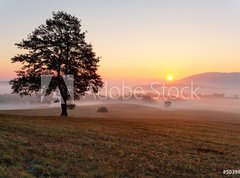 Fototapeta vliesov 270 x 200, 50398429 - Alone tree on meadow at sunset with sun and mist - panorama