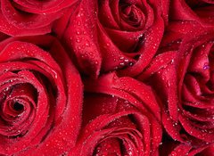 Samolepka flie 100 x 73, 50422601 - Red rose. - erven re.