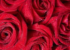 Fototapeta200 x 144  Red rose., 200 x 144 cm