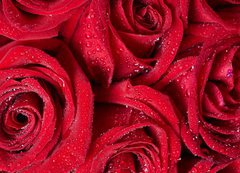 Samolepka flie 200 x 144, 50422601 - Red rose. - erven re.