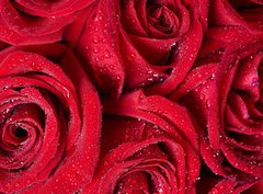 Fototapeta330 x 244  Red rose., 330 x 244 cm