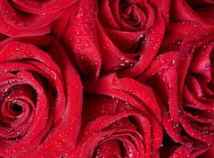 Fototapeta330 x 244  Red rose., 330 x 244 cm