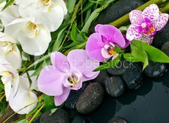 Fototapeta100 x 73  Wellness Concept: orchids, bamboo, stone, water, 100 x 73 cm