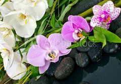 Fototapeta papr 184 x 128, 50426664 - Wellness Concept: orchids, bamboo, stone, water