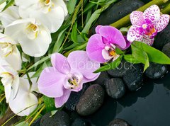 Fototapeta270 x 200  Wellness Concept: orchids, bamboo, stone, water, 270 x 200 cm