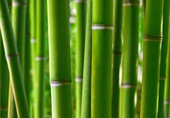 Fototapeta184 x 128  Bamboo forest, 184 x 128 cm