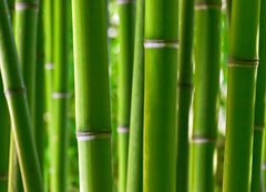 Samolepka flie 200 x 144  Bamboo forest, 200 x 144 cm