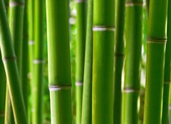 Fototapeta pltno 240 x 174, 5056687 - Bamboo forest - Bambusov les