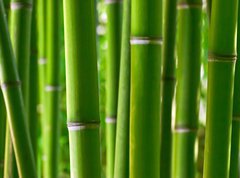 Samolepka flie 270 x 200  Bamboo forest, 270 x 200 cm