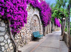 Samolepka flie 100 x 73  Vibrant flower draped pathway in Capri, Italy, 100 x 73 cm