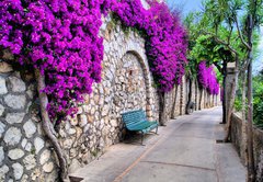 Fototapeta174 x 120  Vibrant flower draped pathway in Capri, Italy, 174 x 120 cm