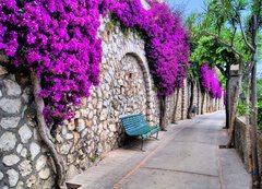 Fototapeta vliesov 200 x 144, 50635038 - Vibrant flower draped pathway in Capri, Italy