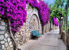 Fototapeta240 x 174  Vibrant flower draped pathway in Capri, Italy, 240 x 174 cm