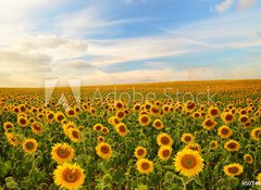 Samolepka flie 100 x 73, 50744660 - sunflowers - slunenice