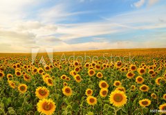 Samolepka flie 145 x 100, 50744660 - sunflowers