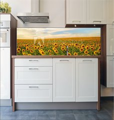 Fototapeta do kuchyn flie 180 x 60, 50744660 - sunflowers - slunenice