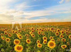 Fototapeta pltno 330 x 244, 50744660 - sunflowers