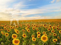 Fototapeta papr 360 x 266, 50744660 - sunflowers