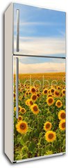 Samolepka na lednici fólie 80 x 200, 50744660 - sunflowers - slunečnice