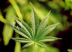 Fototapeta vliesov 100 x 73, 5123920 - marijuana