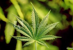 Fototapeta pltno 174 x 120, 5123920 - marijuana