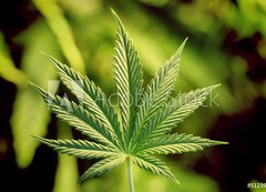 Fototapeta vliesov 200 x 144, 5123920 - marijuana - marihuana