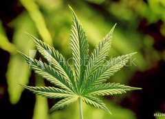 Fototapeta papr 254 x 184, 5123920 - marijuana