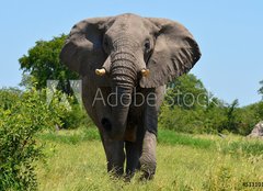 Fototapeta160 x 116  elephant at attack, 160 x 116 cm