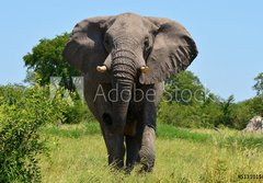 Fototapeta184 x 128  elephant at attack, 184 x 128 cm