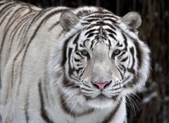 Fototapeta100 x 73  Glance of a passing by white bengal tiger, 100 x 73 cm