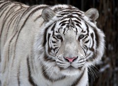 Samolepka flie 100 x 73, 51332281 - Glance of a passing by white bengal tiger - Pohled na prchod blm benglskm tygrem