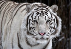 Fototapeta145 x 100  Glance of a passing by white bengal tiger, 145 x 100 cm