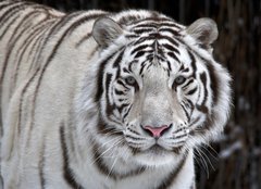 Fototapeta160 x 116  Glance of a passing by white bengal tiger, 160 x 116 cm