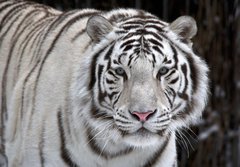 Fototapeta184 x 128  Glance of a passing by white bengal tiger, 184 x 128 cm