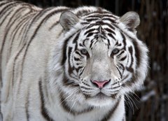 Samolepka flie 200 x 144, 51332281 - Glance of a passing by white bengal tiger - Pohled na prchod blm benglskm tygrem