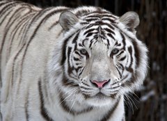 Fototapeta pltno 240 x 174, 51332281 - Glance of a passing by white bengal tiger