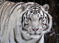 Fototapeta papr 254 x 184, 51332281 - Glance of a passing by white bengal tiger