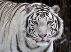 Fototapeta360 x 266  Glance of a passing by white bengal tiger, 360 x 266 cm