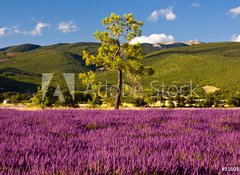 Fototapeta100 x 73  Campi di Lavanda a Valensole Provenza, Francia, 100 x 73 cm