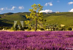 Fototapeta145 x 100  Campi di Lavanda a Valensole Provenza, Francia, 145 x 100 cm