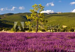 Fototapeta184 x 128  Campi di Lavanda a Valensole Provenza, Francia, 184 x 128 cm