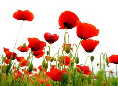 Fototapeta vliesov 100 x 73, 51629821 - coquelicots sur fond blanc