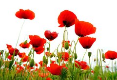 Fototapeta vliesov 145 x 100, 51629821 - coquelicots sur fond blanc