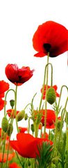 Samolepka na dvee flie 90 x 220, 51629821 - coquelicots sur fond blanc