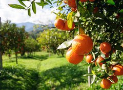 Samolepka flie 100 x 73, 51744816 - Orange tree