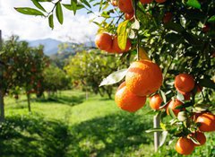 Samolepka flie 100 x 73, 51744816 - Orange tree - Pomeranovnk