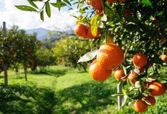 Samolepka flie 145 x 100, 51744816 - Orange tree - Pomeranovnk