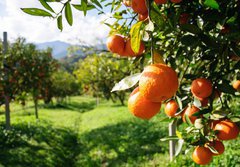 Fototapeta papr 184 x 128, 51744816 - Orange tree