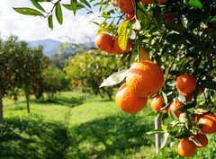 Fototapeta papr 360 x 266, 51744816 - Orange tree - Pomeranovnk